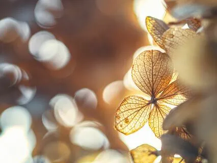 Soothing The Nervous System