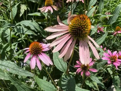 Soothing Vocal Harmonies for Relaxing Meditation