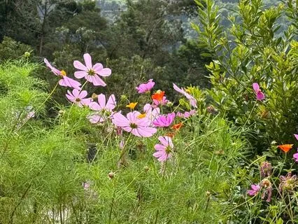 Soothing Vocals For Inner Tranquility