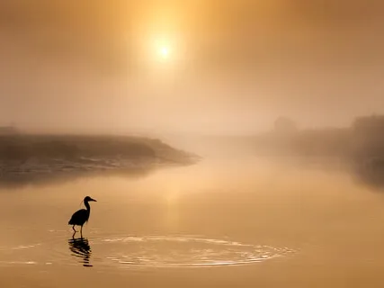 Soothing White Noise - Tinnitus Masking Sounds