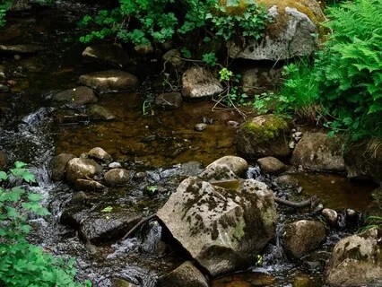 Soothing Woodland River