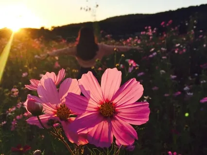 Sophia Seeds For 2020