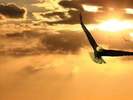 Poem: Sore To Soar - A Journey Of Resilience