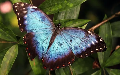 S.O.S. Alcohol Addiction Meditation