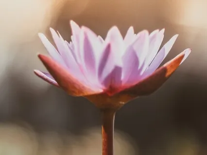 SOS - Anxiety Relief