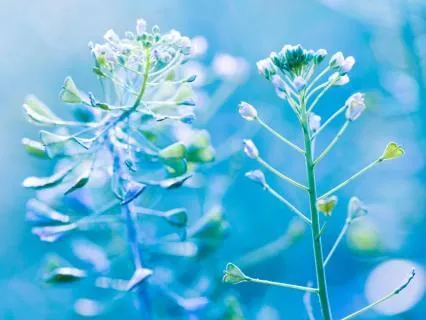 SOS: Emotional Relief & Nervous System Reset