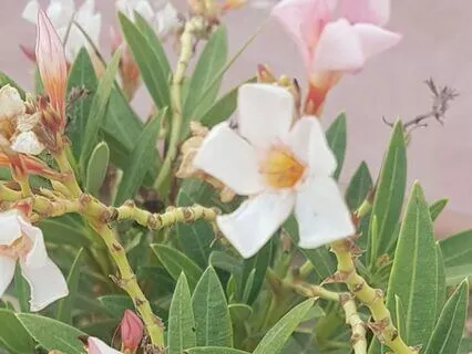 SOS I'm Having Depressive Thoughts