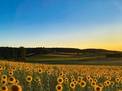 SOS Nervous System Reset