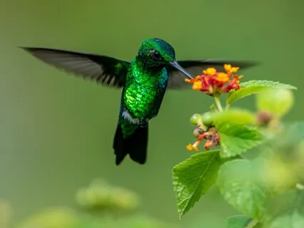 Sou Beija-Flor - I'm a Hummingbird - Cosmic Harp - Voice