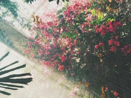 Soul Affirmations: The Creator's Masterpiece