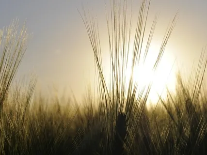 Morning Gratitude & Happiness