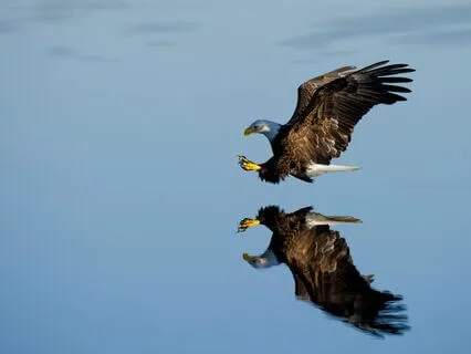 Soul Compass: Wisdom Of The Bald Eagle