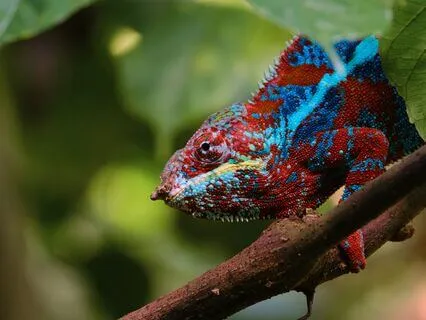 Soul Compass: Wisdom Of The Cameleon