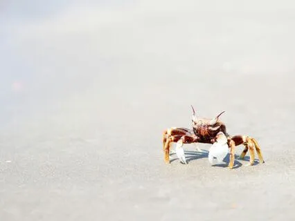 Soul Compass: Wisdom Of The Crab