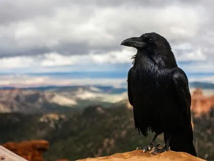 Soul Compass: Wisdom Of The Crow