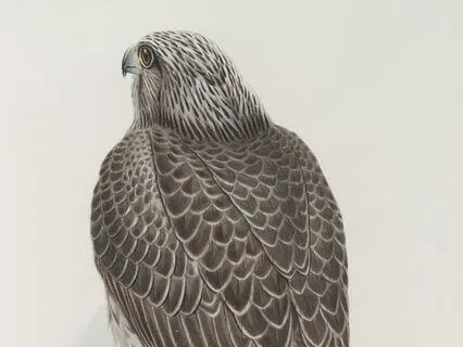 Soul Compass: Wisdom Of The Falcon