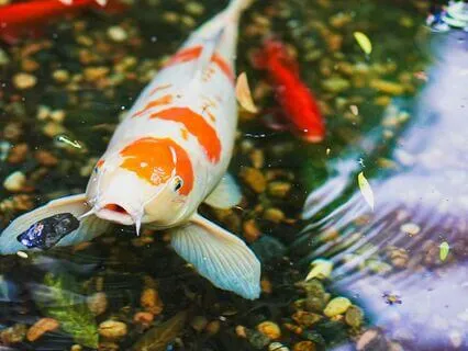 Soul Compass: Wisdom Of The Koi Fish