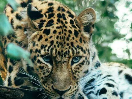 Soul Compass: Wisdom Of The Panther