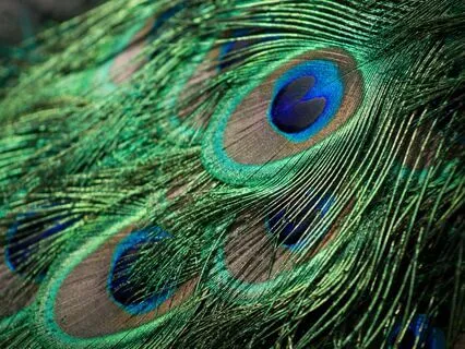 Soul Compass: Wisdom Of The Peacock