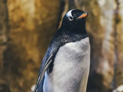 Soul Compass: Wisdom Of The Penguin