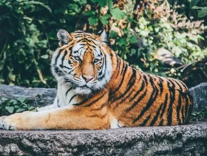 Tiger Spirit Message – Courage & Personal Power