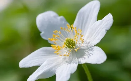 Soul Energy For Life