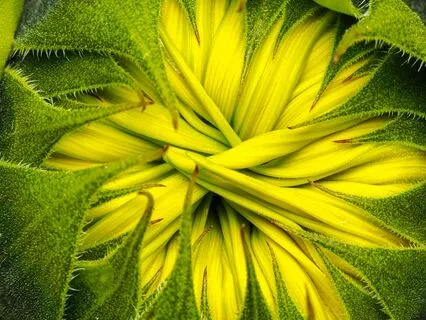 Soul Flow The Sacred Unfolding Meditation