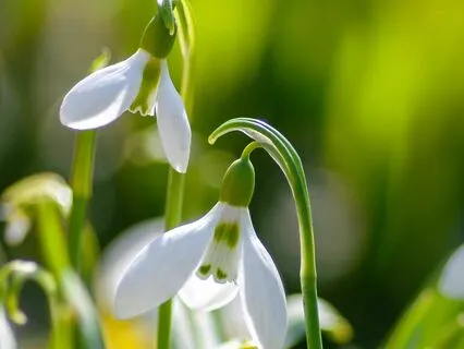 Soul Growth Activation With Sacred Harp