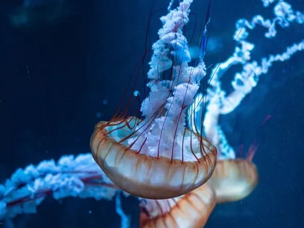 Soul Healing Journey - 528Hz