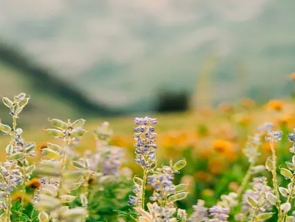 Soul Journey: Break Down Emotional Walls