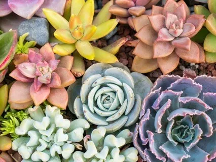 Soul Purpose Intention Meditation