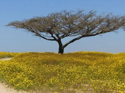 Soul Qualities - A Mindful Jewish Moment