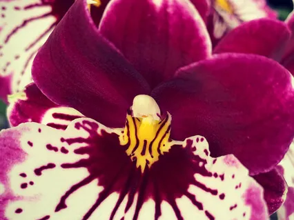 Soul Restoration 1.0