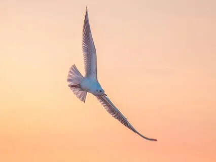 Soul Restoration Sound – 528Hz Healing Vibration