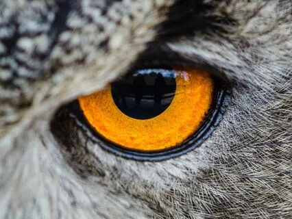 Soul Retrieval Shamanic Healing Journey