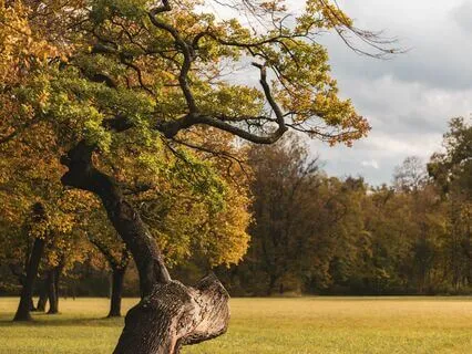 Soul Soother: Embrace Total Relaxation