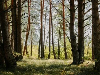 Soul Soothing: Feel Anxiety Fade Away