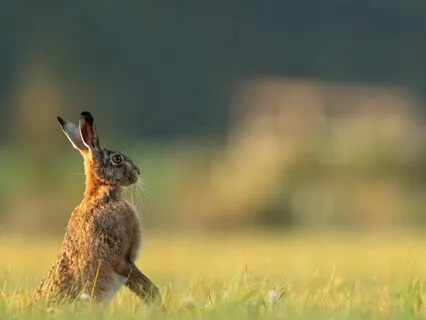 Soul Story 2: When The Rabbit And The Butterfly Met