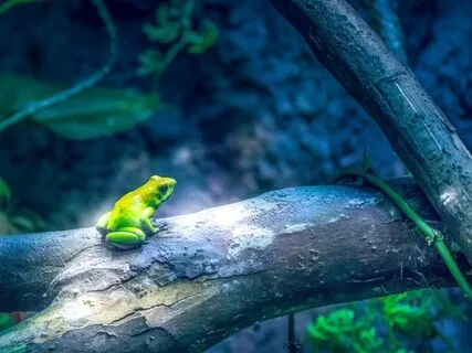 Soul To Soul Meditation - A Call From Nature