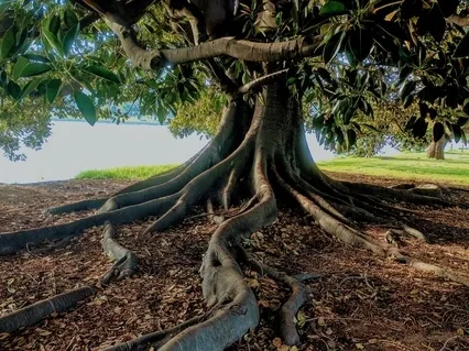 Soul To Soul Meditation - Wisdom Of The Elder Tree