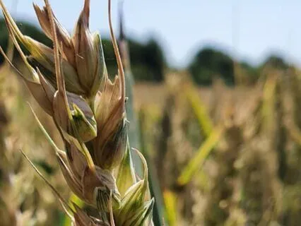 Soulmates Or Twin Flames