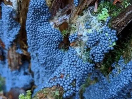 Sound Activation Violin