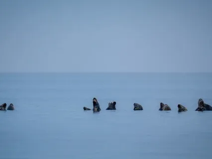 Sound As A Doorway To Presence