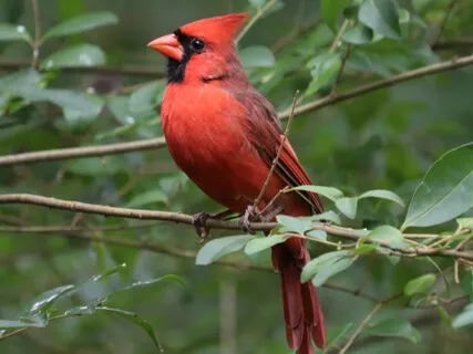 Sound Bath: Bowls And Birdsong