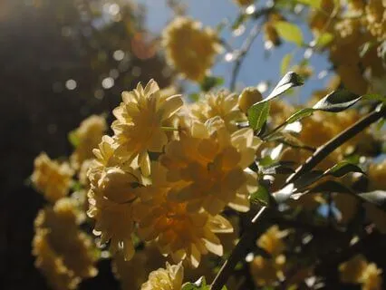 Sound Bath Of Renewal: Crystal Tones And Singing Birds