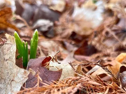 Sound Bath Root + Rain