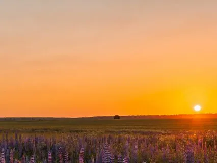 Sound Bath with Handpan and Birdsong