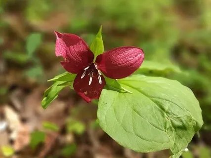 Sound Bath With Singing Bowls & Gong