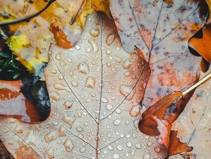 Sound Drops Autumn Version