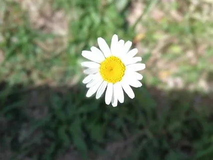 Sound Healing And Alternative Therapies (Solfeggio)